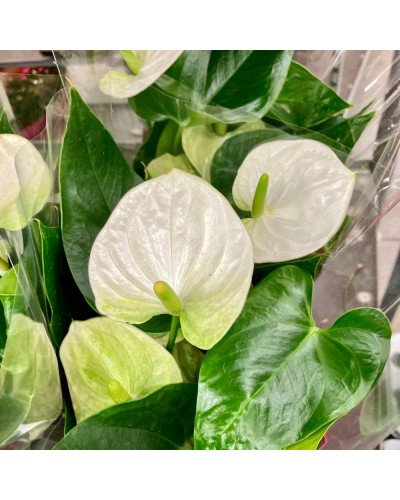 Anthurium Cocos Blanc en pot de 12 cm