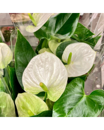 Anthurium Cocos Blanc en pot de 12 cm