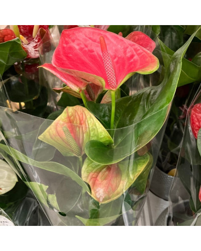 Anthurium Composition Rose en pot de 12 cm