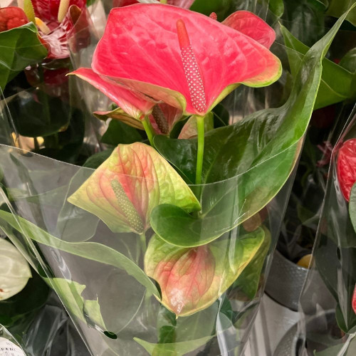Anthurium Composition Rose en pot de 12 cm