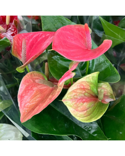 Anthurium Composition Rose en pot de 12 cm