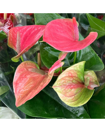 Anthurium Composition Rose en pot de 12 cm
