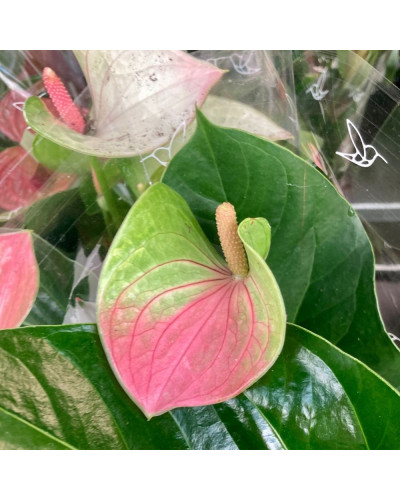 Anthurium Fantasy Love en pot de 17 cm