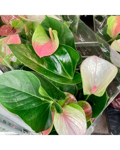 Anthurium Fantasy Love en pot de 17 cm