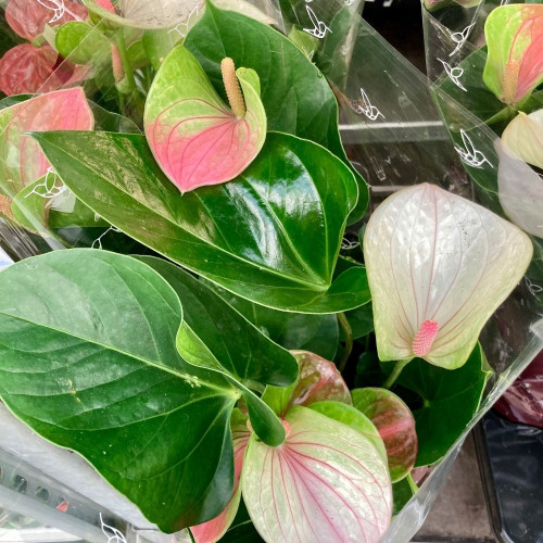 Anthurium Fantasy Love en pot de 17 cm