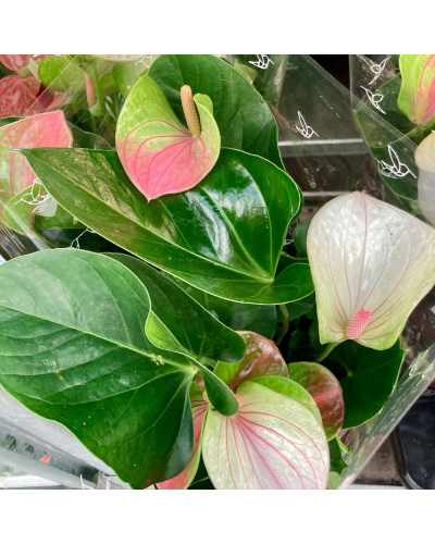 Anthurium Fantasy Love en pot de 17 cm