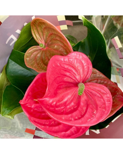 Anthurium Rose en pot de 17 cm