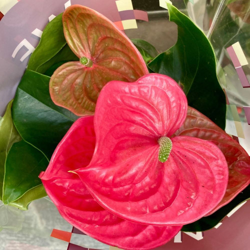 Anthurium Rose en pot de 17 cm