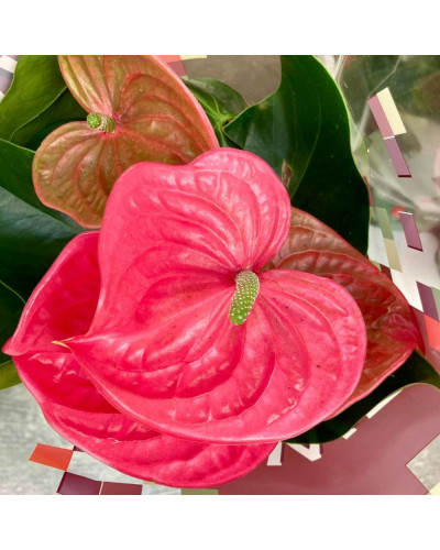 Anthurium Rose en pot de 17 cm