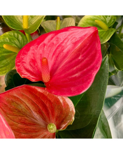 Anthurium Rouge en pot de 12 cm