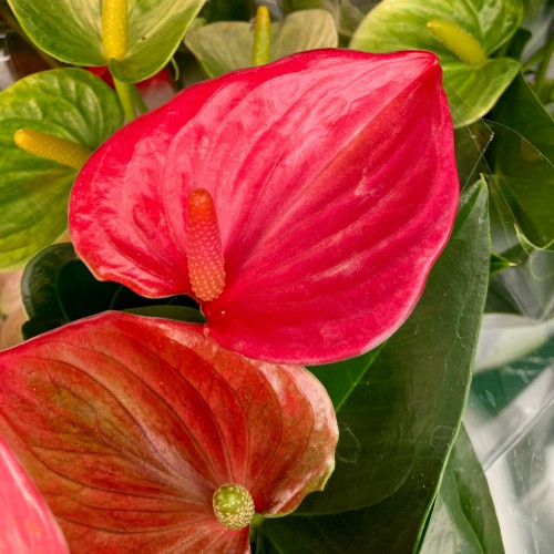 Anthurium Rouge en pot de 12 cm