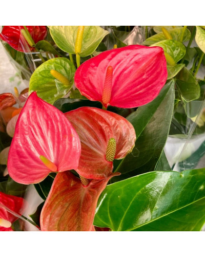 Anthurium Rouge en pot de 12 cm