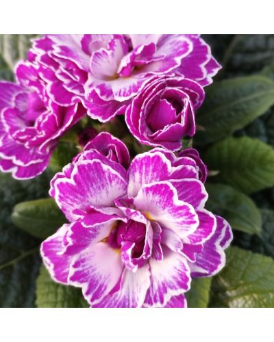 Primula ou Primevere des Jardins Belarina Lively Lilac