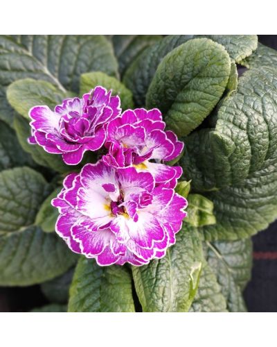 Primula ou Primevere des Jardins Belarina Lively Lilac