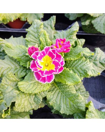 Primevère Acaule Sirococco Rose En Godet De 10.5Cm