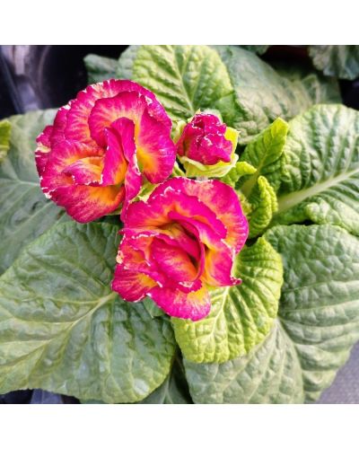 Primevère Acaule Sirococco Rouge En Godet De 10.5Cm