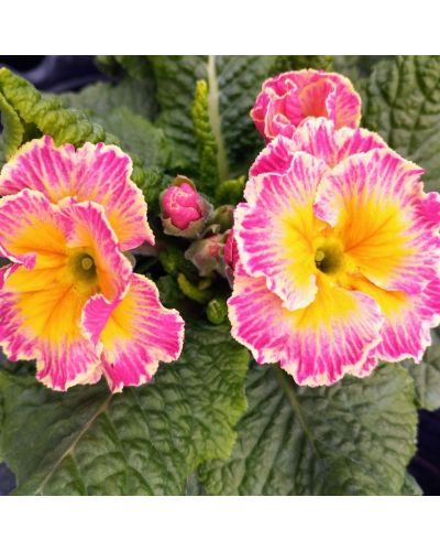 Primevère Acaule Sirococco Rose-Blanc En Godet De 10.5Cm