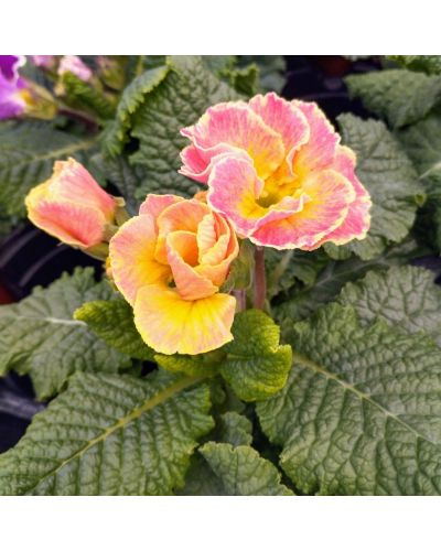 Primevère Acaule Sirococco Rose-Blanc En Godet De 10.5Cm