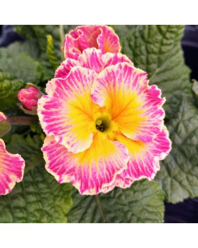 Primevère Acaule Sirococco Rose-Blanc En Godet De 10.5Cm