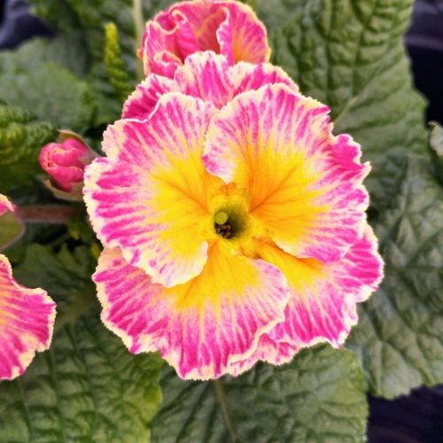 Primevère Acaule Sirococco Rose-Blanc En Godet De 10.5Cm