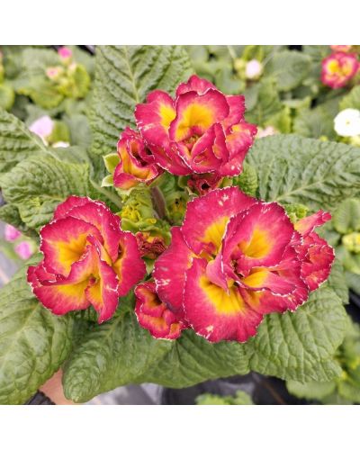 Primevère Acaule Sirococco Rouge En Godet De 10.5Cm
