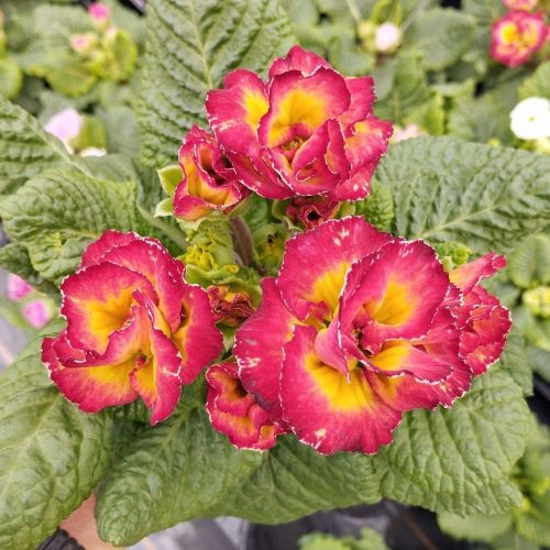 Primevère Acaule Sirococco Rouge En Godet De 10.5Cm