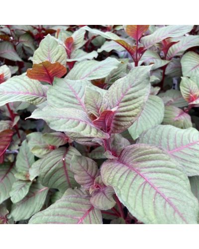 Fuchsia Garteinmeister Rouge En Godet De 10.5Cm