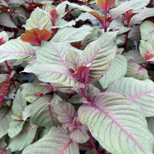 Fuchsia Garteinmeister Rouge En Godet De 10.5Cm