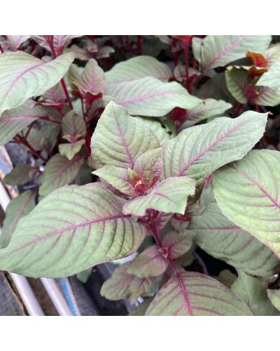 Fuchsia Garteinmeister Rouge En Godet De 10.5Cm