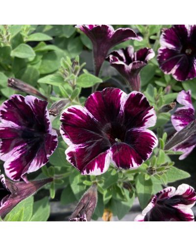Surfinia Annuelle Sweetunia Miss Marvelous - Mauve