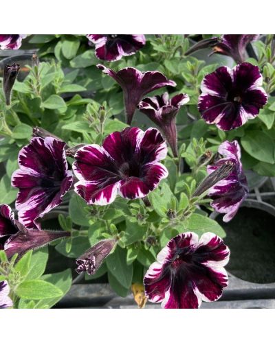 Surfinia Annuelle Sweetunia Miss Marvelous - Mauve