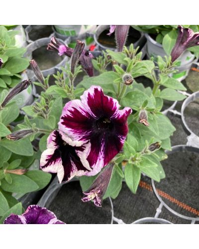 Surfinia Annuelle Sweetunia Miss Marvelous - Mauve