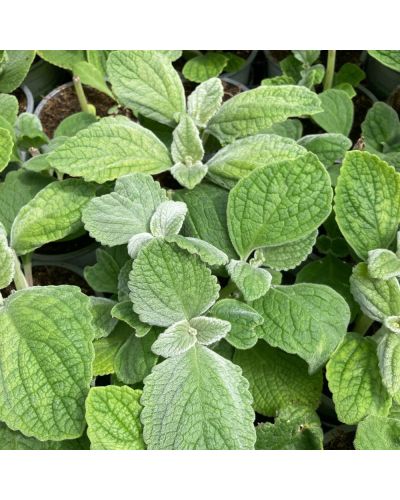 Plectranthus cilié Variegata