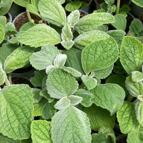 Plectranthus cilié Variegata
