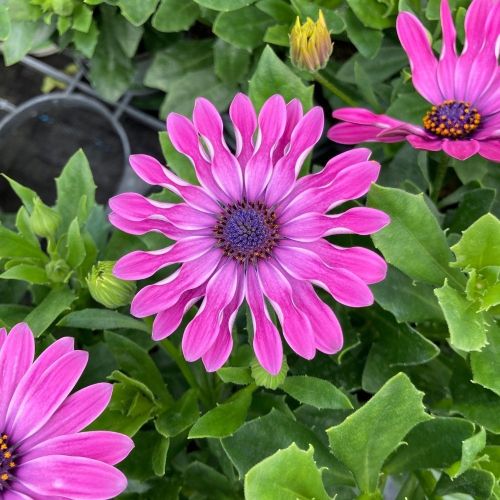 Osteospermum Annuelle Astra Pink Spoon - Rose