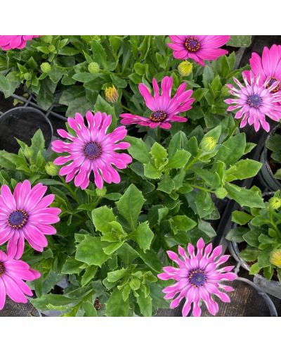 Osteospermum Annuelle Astra Pink Spoon - Rose