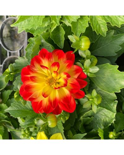 Dahlia dahlietta Annuelle Surprise Cingy - Rouge