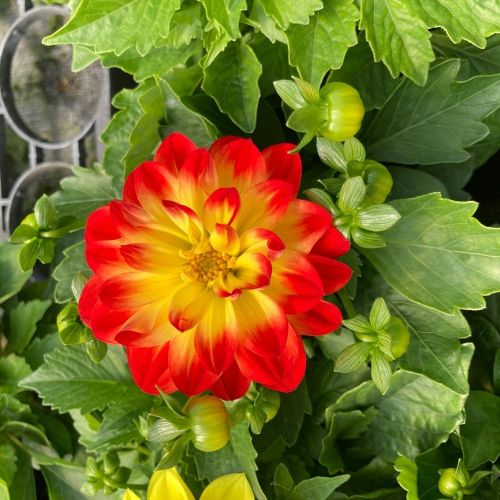 Dahlia dahlietta Annuelle Surprise Cingy - Rouge