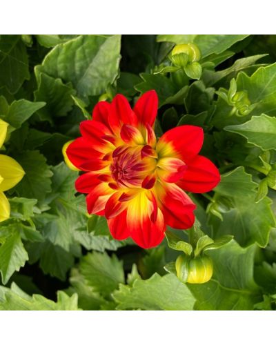 Dahlia dahlietta Annuelle Surprise Cingy - Rouge