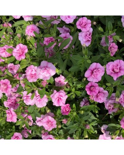Calibrachoa Annuelle MiniFamous Uno Double Pink