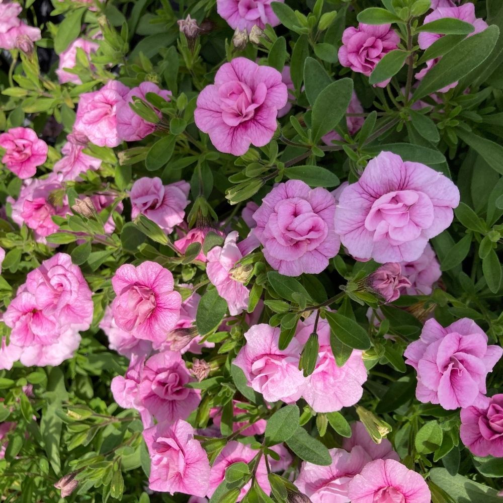 Calibrachoa Annuelle MiniFamous Uno Double Pink
