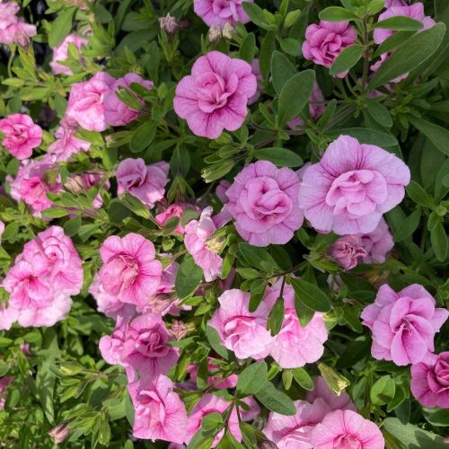 Calibrachoa Annuelle MiniFamous Uno Double Pink