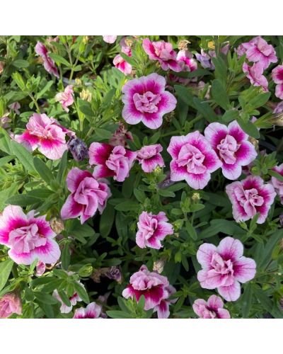Calibrachoa Annuelle MiniFamous Uno Double Pinktastic - Rose
