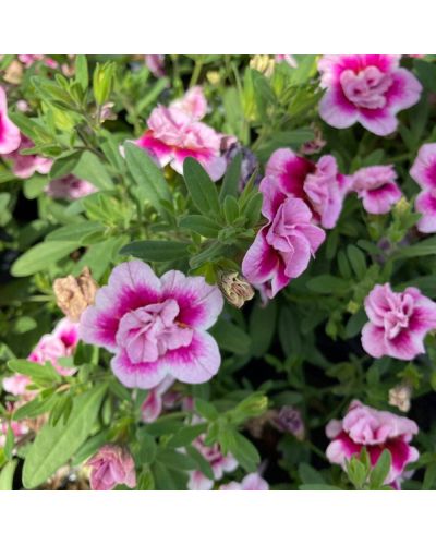 Calibrachoa Annuelle MiniFamous Uno Double Pinktastic - Rose