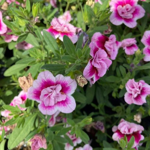 Calibrachoa Annuelle MiniFamous Uno Double Pinktastic - Rose