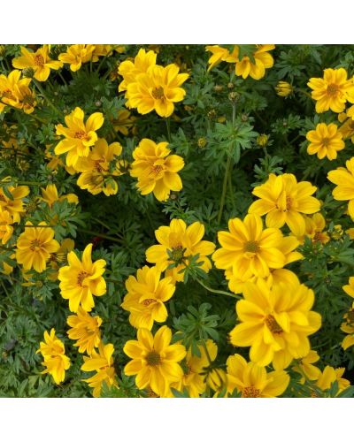 Bidens Yellow Sunshine Double En Godet De 10,5 Cm