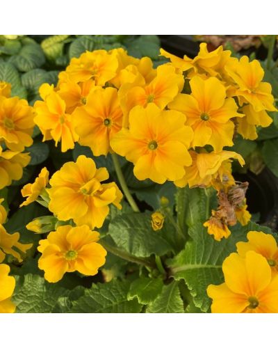 Primevère Bisannuelle Rosalen - Jaune