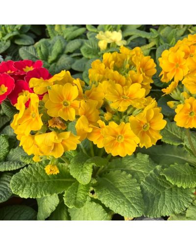 Primevère Bisannuelle Rosalen - Jaune