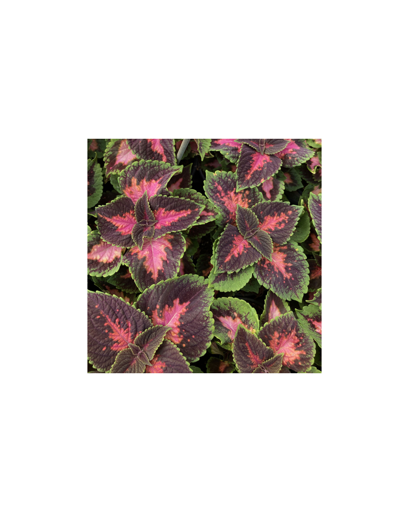 Coleus Solenostemon Fifth Avenue