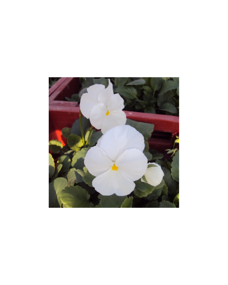 Pensee a Grandes Fleurs blanche | Jardinao.com